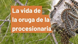 ¿Qué es la oruga de la procesionaria del pino?