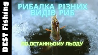 РИБАЛКА РІЗНИХ ВИДІВ РИБ ПО ОСТАННЬОМУ ЛЬОДУ ВСІМ РИБАЛКАМ ДО ПЕРЕГЛЯДУ #рибалказимою #риболовлякиїв