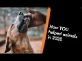 How you helped animals in 2020