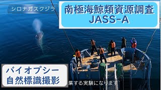 南極海鯨類資源調査（JASS-A）「バイオプシー ・自然標識撮影」