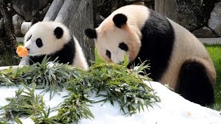 【おかあさんパンダ】🐼良浜ママの母の日イベント2017【いつもありがとう❤】Giant Panda -Rauhin-☆Happy Mother's Day 2017❤