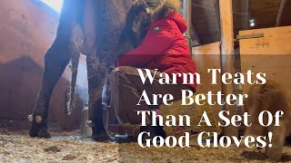 Hand Milking My Cows In Cold Weather