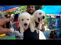 low price puppy sell in serampore pet market। dog market serampore।