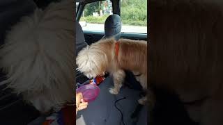 @pet @dogs my pet quenching thirst during a brief halt while travelling