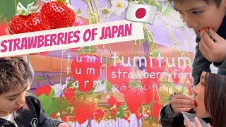 Strawberry Picking in Japan | Japanese \u0026 Filipino | つみつみファームいちご狩り おすすめ🍓