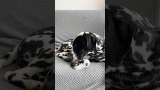 Reaccionando a sonidos para perros🤍 🖤🐶 #viralvideo