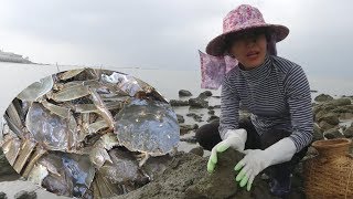 这片海域好多海货，阿渔妹翻开石头后爽翻了，叫闺蜜赶紧过来看【阿渔妹】