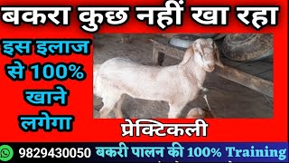 bakra khana nahi kha raha hai बकरा खाता नहीं male goat not eating