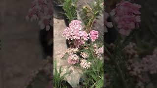 Opción para canteros: Achillea