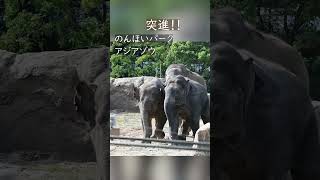 三頭一緒に　#アジアゾウ #asianelephants #動植物公園　#豊橋　#のんほいパーク盛り上げ隊 #愛知　#animal #動物園　#zoo #shorts