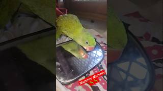 Mummy Mummy 🦜🦜 #parrot #dancingtalkingparrot #cute #talkingmitthu @Vandanamahawan