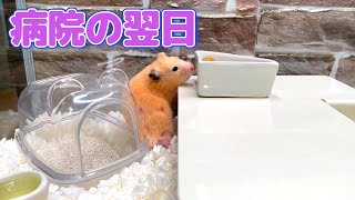 お薬投与後のキンクマハムスター