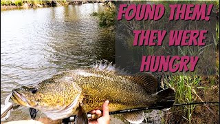 Murray Cod Open Season - How to catch cod on spinnerbaits