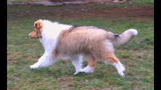 COLLIE rough female puppy LA BANDIDA Actis PL