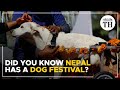 Did you know Nepal has a dog festival? | The Hindu