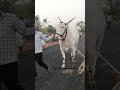 ಕೊಣ್ಣೂರ ಸೂರ್ಯ ☀️🔥... cow bull automobile hallikarbulls farming terabandirace