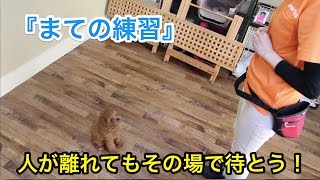 『まての練習』人が離れてもその場で待とう！〜犬のしつけは大阪のsmart-dog〜