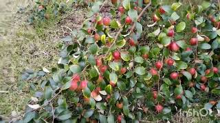 কুল/বরই হারভেষ্টের সময় ভারত সুন্দরি ও নারিকেল কুল চাষ পদ্ধতি