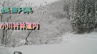 長野県小川村　雪深い林道を走る