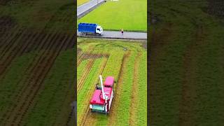 Harvesting Rice in Japan🌾🌾 #farming #farmequipment #yanmar #harvest #harvester #harvesting #japan