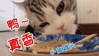 小猫咪吃饭太嚣张！！疯狂吧唧嘴，馋哭隔壁小孩了