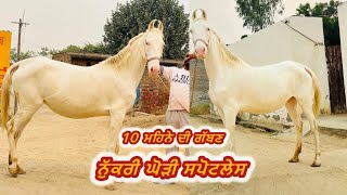 ਨੁੱਕਰੀ ਘੋੜੀ 10 ਮਹਿਨੇ ਦੀ ਗੱਬਣ ਦਰਯੋਧਨਘੋੜੇ ਤੋ