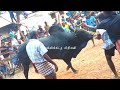 ஒரு காளை வளத்தாலும் இப்டி இருக்கனும் 😍😍 thanjavur jallikattu jallikkattu video jallikkattu