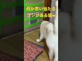 ペットホテルgibeon番猫ラテ