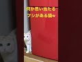 ペットホテルgibeon番猫ラテ