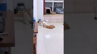 住手，你们不要再打啦！傻猫的日常 猫猫干架