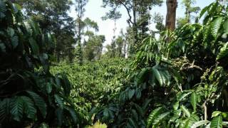 3.5 ACRE COFFEE ESTATE FOR SALE IN MUDIGERE- 25 LAKS PER ACRE