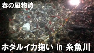 のどかなる新潟「春の風物詩」ホタルイカ in 糸魚川 2021年4月13日