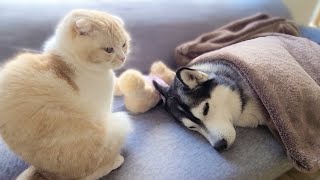 ハスキー犬が体調を崩して子猫が心配してます。