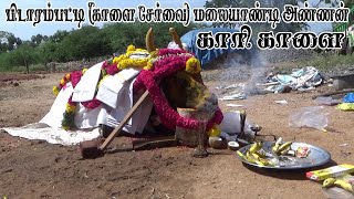 பிடாரம்பட்டி (காளை சேர்வை) மலையாண்டி அண்ணனின் காரி காளை | ஆதி விளையாட்டு aadhi vilaiyattu