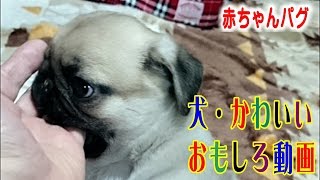 《超ブサかわパグ動画》 爆笑　赤ちゃん犬の「お座り・お手」の練習風景 　うちのパグ『おまめ日記』