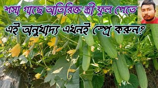 শসা গাছে অতিরিক্ত স্ত্রী ফুল পেতে এই অনুখাদ্য এখনই স্প্রে করুন? শসা গাছে অনুখাদ্য প্রয়োগ,sosa chas,