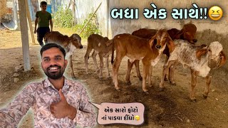 આજે તો બધીજ “વાછડીયુ” એક સાથે!!! 😀