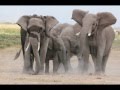 Amboseli Trust for Elephants - Collaring Operation 2011