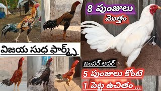 సంక్రాంతి ఆఫర్||5 పుంజులు కోంటె 1 పెట్ట ఉచితం||మొత్తం 8 పుంజులు||టాప్ క్వాలిటీ||6301 028 983