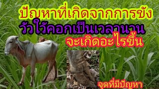 ปัญหาขังวัวใว้คอกหลายเดือนจะเกิดอะไรขึ้น  ยายแหว๋ว channel