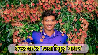 উত্তরবঙ্গের সেরা চায়না থ্রী লিচুর বাগান | ৫০ বিঘা জমির উপর  বোম্বাই লিচুর বাগান ,পানির দামে লিচু