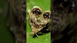 Camouflage and Mimicry: The Moth That Spiders Fall in Love With