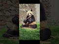 大熊猫泰山炫大笋笋。panda taishan eating big bamboo shoots. panda 판다 大熊猫 大熊猫吃播 animals cute cutepanda