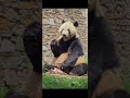 大熊猫泰山炫大笋笋。panda taishan eating big bamboo shoots. panda 판다 大熊猫 大熊猫吃播 animals cute cutepanda