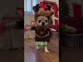 プレゼントを届けにいくサンタさん shorts チワワ 犬 コスプレ クリスマス dog chihuahua christmas