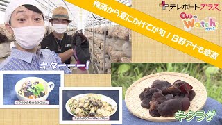 【さんちょく！】コリコリ触感がたまらない田村市のキクラゲ（７月１５日放送）