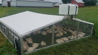 Alumi Coops Aluminum Chicken tractors meadowlark version's!