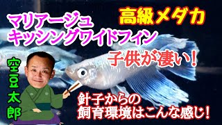 高級メダカ　マリアージュキッシングワイドフィンの子供が凄い！その針子から育てた環境はこんな感じ。