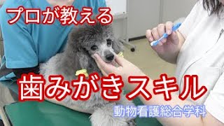 【動物看護総合学科】プロが教えるおうちスキル３[歯みがき]　#うちで学ぼう