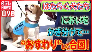 【どうぶつまとめ】『はたらく犬ニュース』 “お手柄”警察犬2匹と指導士を表彰 / 行方不明になった小学生を発見！警察犬2匹「ジャーキー」で表彰　など――動物ニュースライブ（日テレNEWS LIVE）